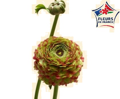 RENONCULE POMPON FANY Fleurs de France